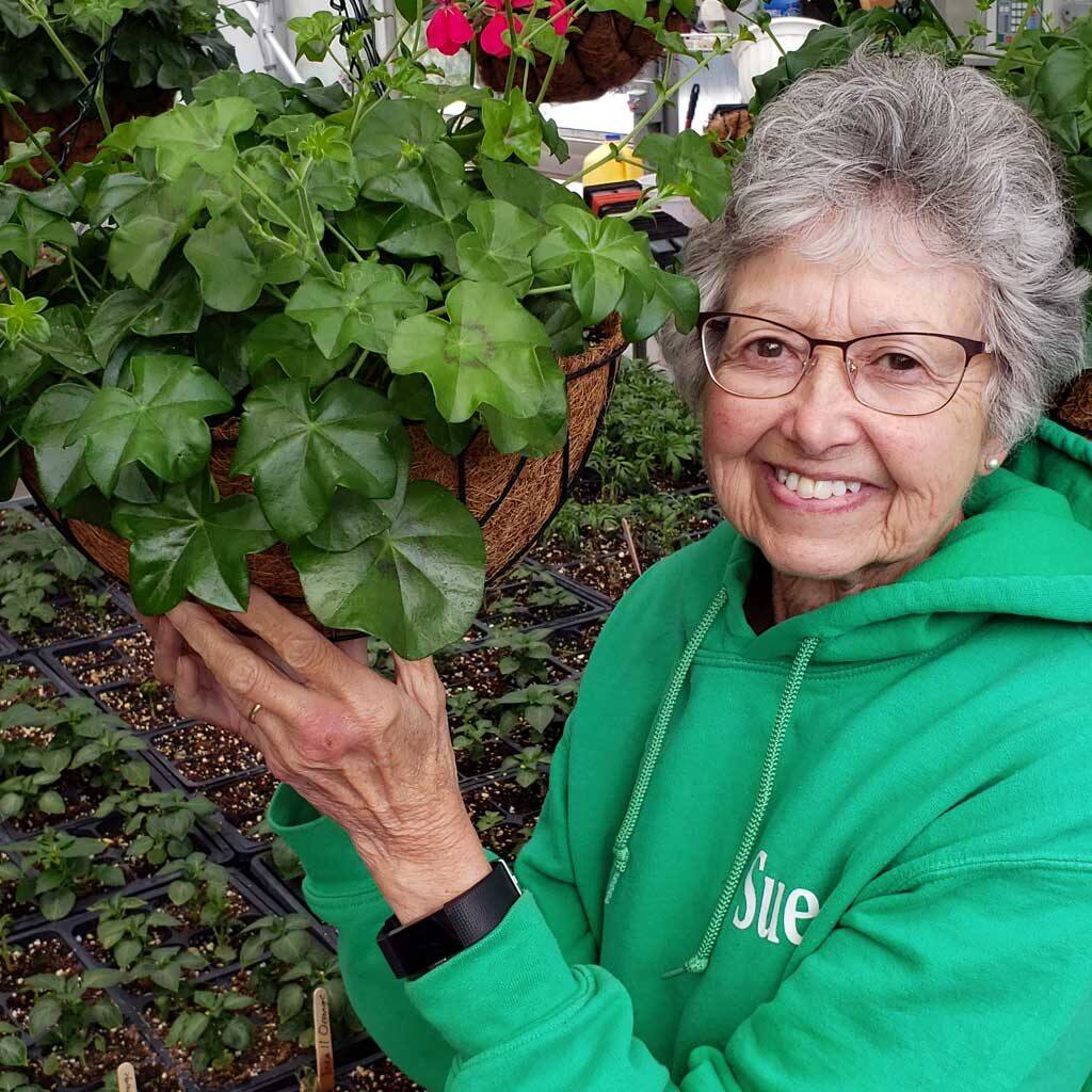 Ivy Geraniums